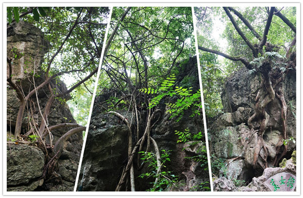 多彩貴州，魅力天下，2021年廣東博皓快樂貴州行-3