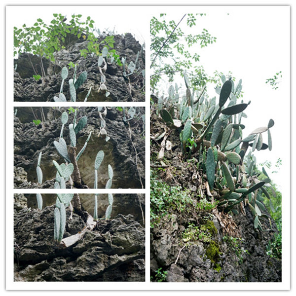 多彩貴州，魅力天下，2021年廣東博皓快樂貴州行-4