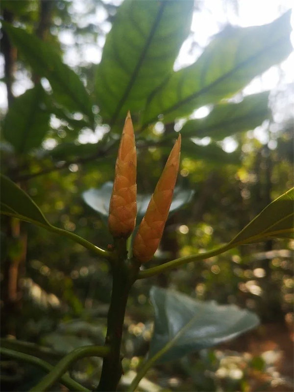 廣東博皓 博行天下丨虎年第一爬，挑戰從化老虎頭   -3