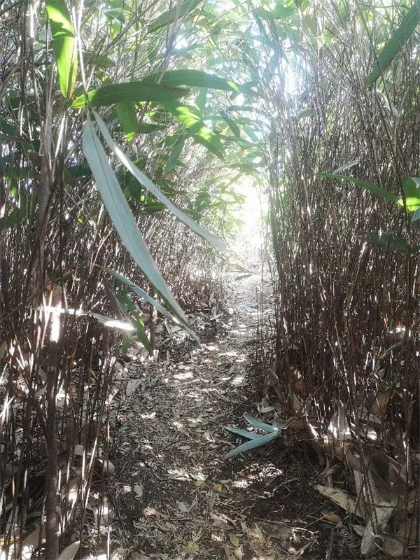 廣東博皓 博行天下丨虎年第一爬，挑戰從化老虎頭   -7