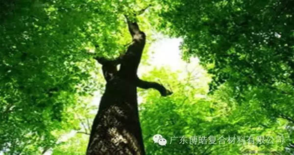 【博皓感悟】欲為大樹,莫與草爭-1